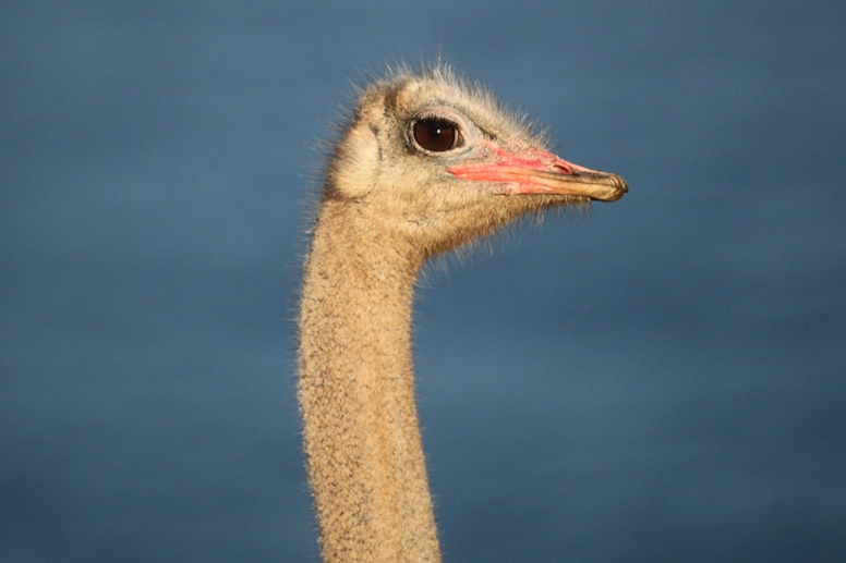 male ostrich